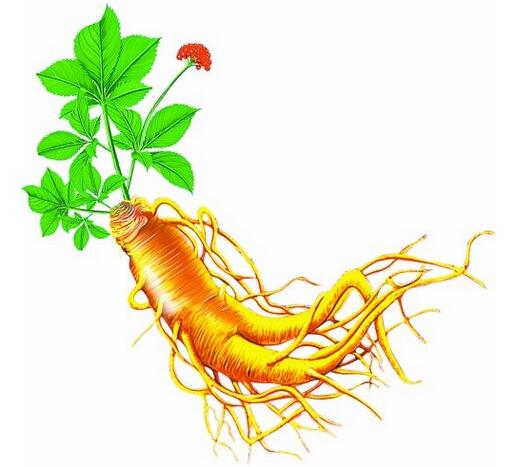 2019年我國人參行業種植面積、產量及最新價格情況